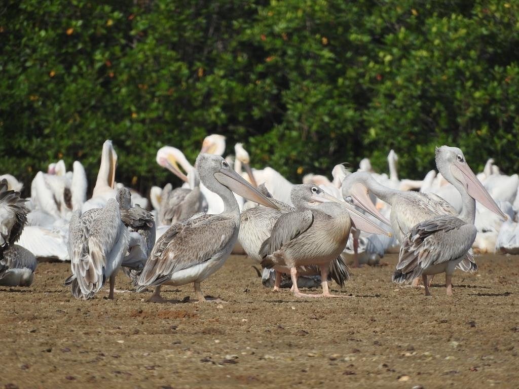 Excursion lagune de la Somone